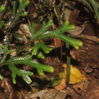 Selaginella cochleata  (Hook. & Grev.) Spring